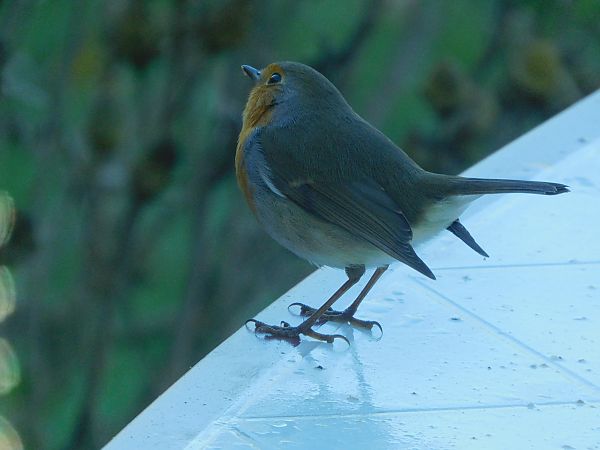 Rougegorge familier  - Veronique Lobjoie