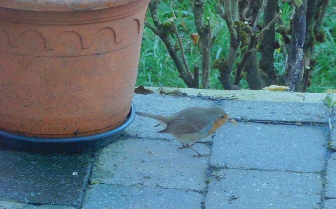 Rougegorge familier  - Veronique Lobjoie