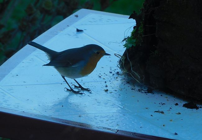 Rougegorge familier  - Veronique Lobjoie