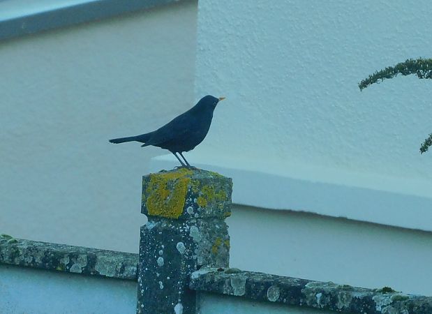 Merle noir  - Veronique Lobjoie