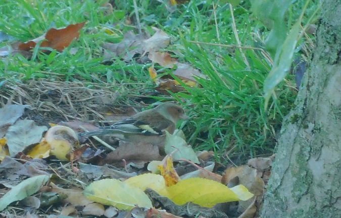 Pinson des arbres  - Veronique Lobjoie