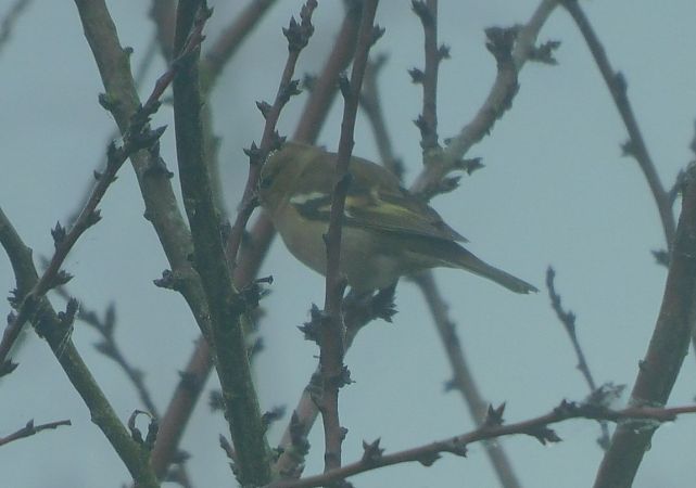 Pinson des arbres  - Veronique Lobjoie