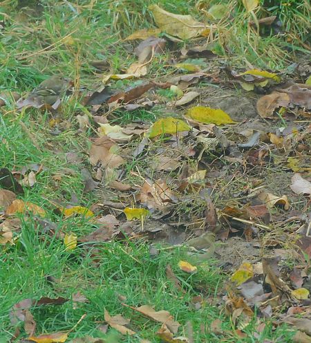 Pinson des arbres  - Veronique Lobjoie