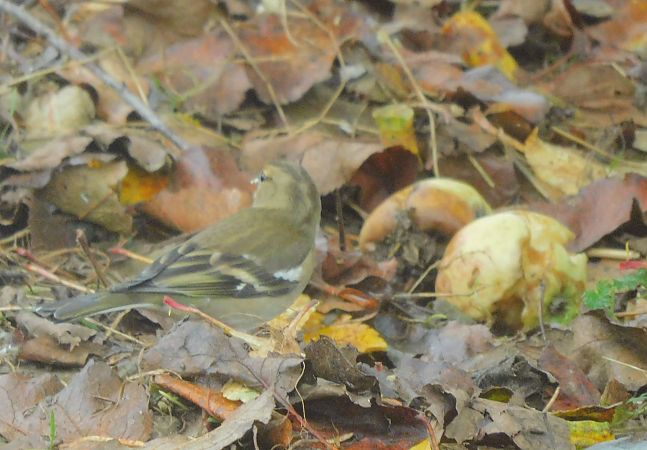 Pinson des arbres  - Veronique Lobjoie