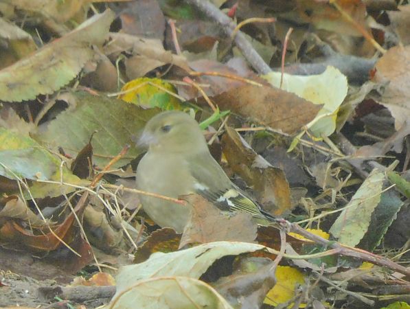 Pinson des arbres  - Veronique Lobjoie