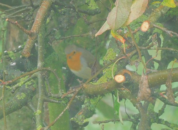 Rougegorge familier  - Veronique Lobjoie