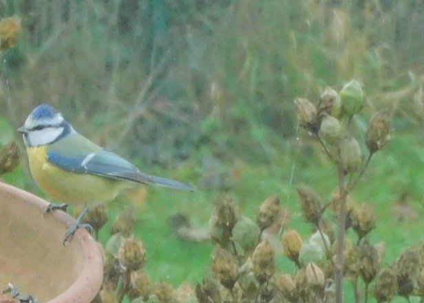 Mésange bleue  - Veronique Lobjoie