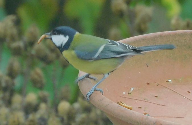 Mésange charbonnière  - Veronique Lobjoie