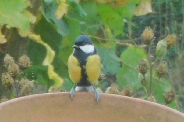 Mésange charbonnière  - Veronique Lobjoie