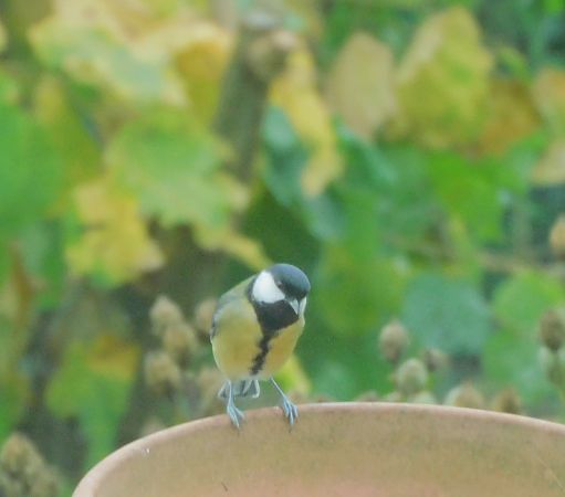 Mésange charbonnière  - Veronique Lobjoie