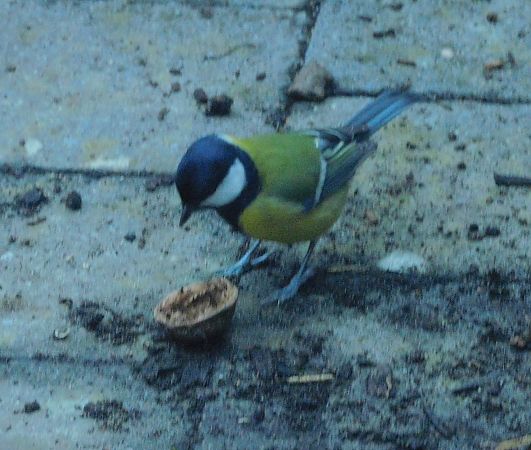 Mésange charbonnière  - Veronique Lobjoie