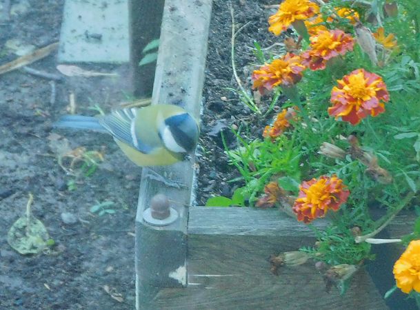 Mésange charbonnière  - Veronique Lobjoie