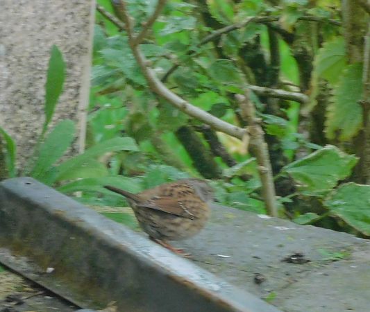 Accenteur mouchet  - Veronique Lobjoie