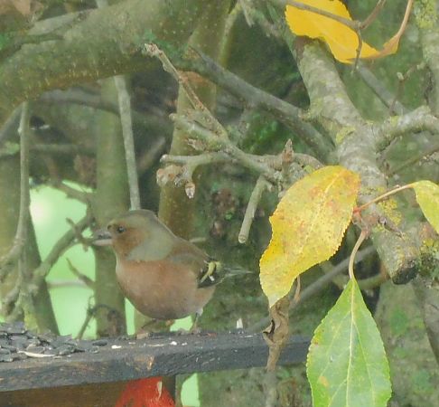Pinson des arbres  - Veronique Lobjoie