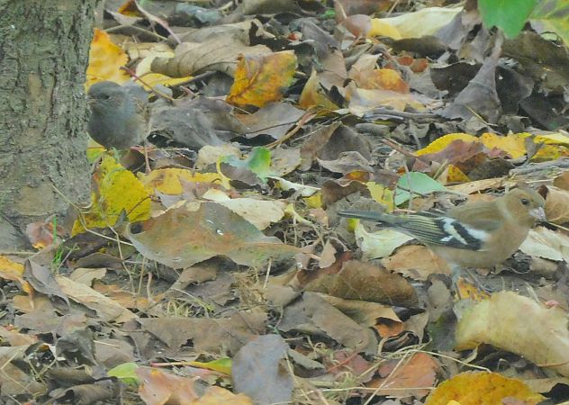 Pinson des arbres  - Veronique Lobjoie