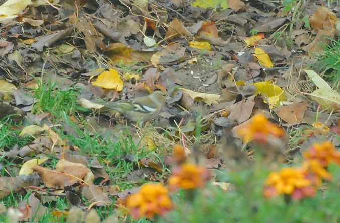 Pinson des arbres  - Veronique Lobjoie