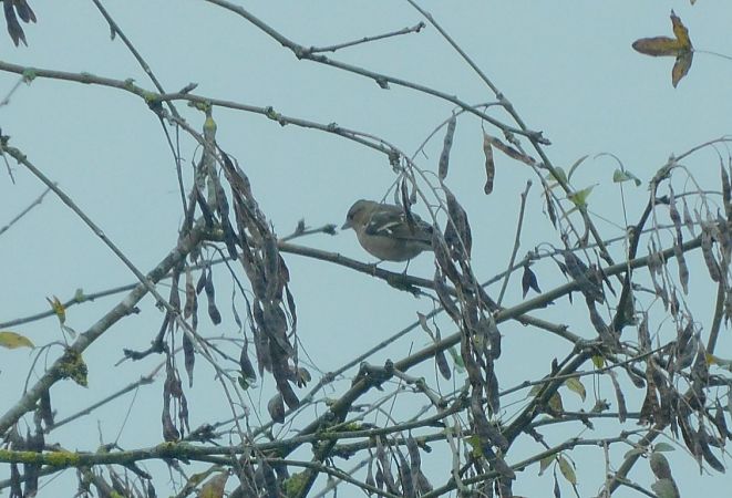 Pinson des arbres  - Veronique Lobjoie