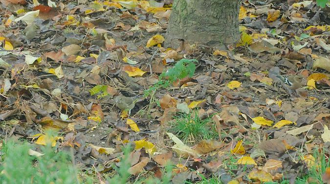 Verdier d'Europe  - Veronique Lobjoie