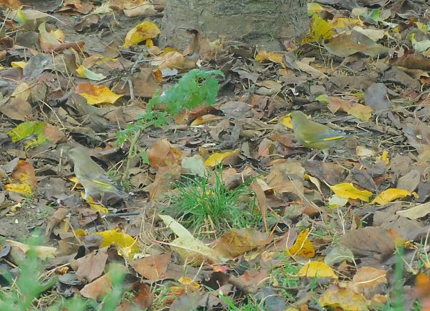 Verdier d'Europe  - Veronique Lobjoie