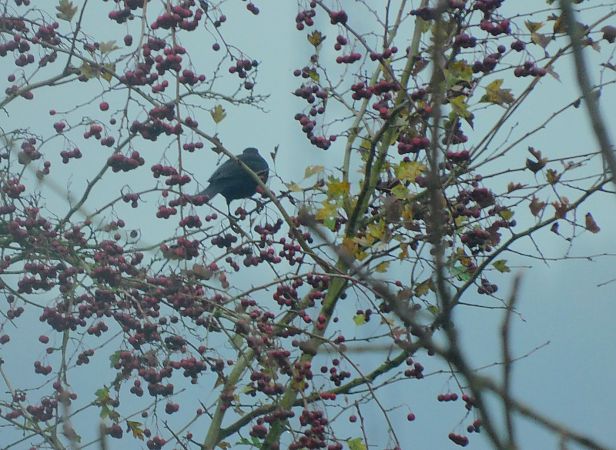 Merle noir  - Veronique Lobjoie