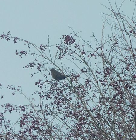 Merle noir  - Veronique Lobjoie