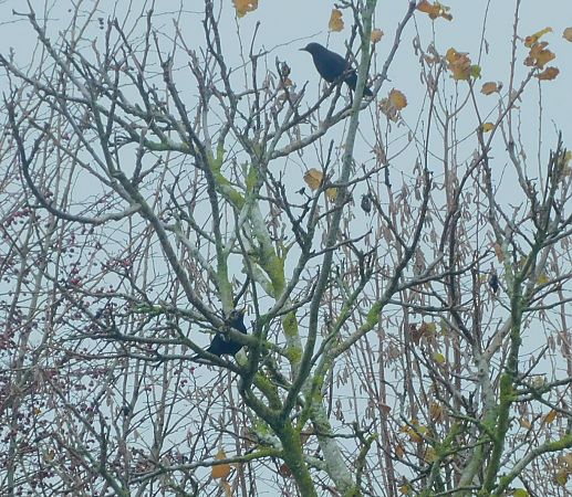 Merle noir  - Veronique Lobjoie