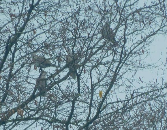 Pigeon ramier  - Veronique Lobjoie