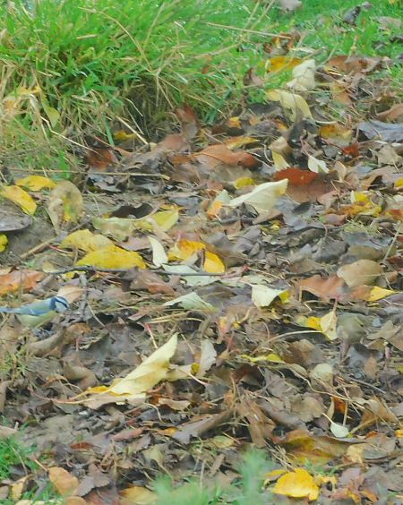 Mésange bleue  - Veronique Lobjoie