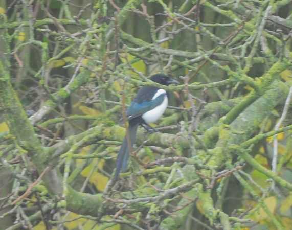 Pie bavarde  - Veronique Lobjoie