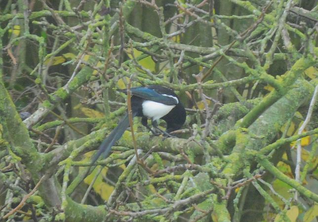 Pie bavarde  - Veronique Lobjoie