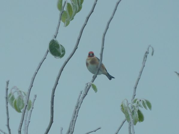 Chardonneret élégant  - Veronique Lobjoie