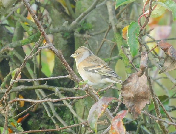 Pinson du Nord  - Veronique Lobjoie