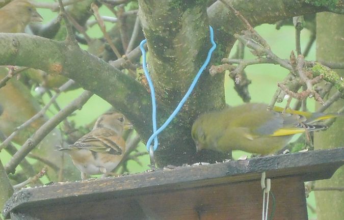 Pinson du Nord  - Veronique Lobjoie