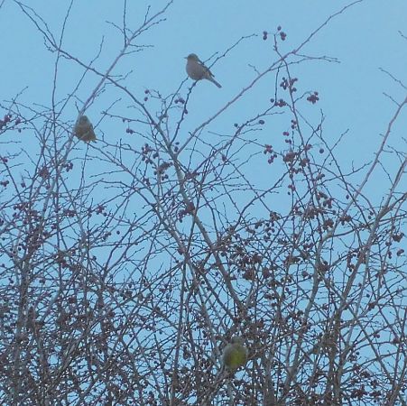 Pinson des arbres  - Veronique Lobjoie