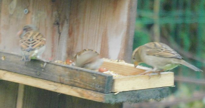 Moineau domestique  - Veronique Lobjoie