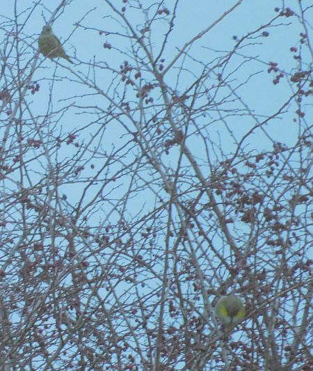Verdier d'Europe  - Veronique Lobjoie