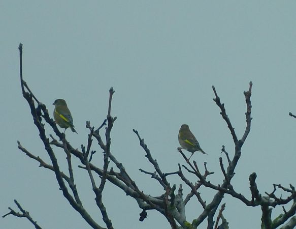 Verdier d'Europe  - Veronique Lobjoie