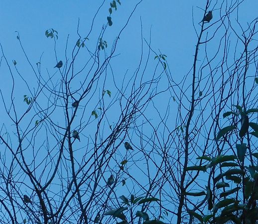 Chardonneret élégant  - Veronique Lobjoie