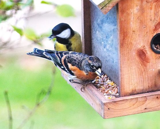 Pinson du Nord  - Patrick Quercy