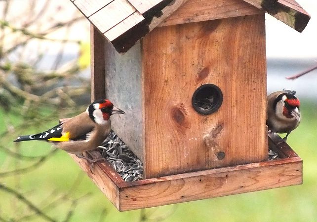 Chardonneret élégant  - Patrick Quercy