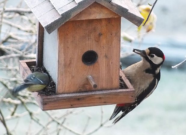 Pic épeiche  - Patrick Quercy