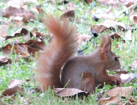 Ecureuil roux  - Sonia Le Corvaisier