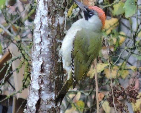 Pic vert  - Sonia Le Corvaisier