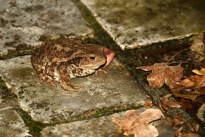 Crapaud commun ou épineux  - Christophe Abonnat