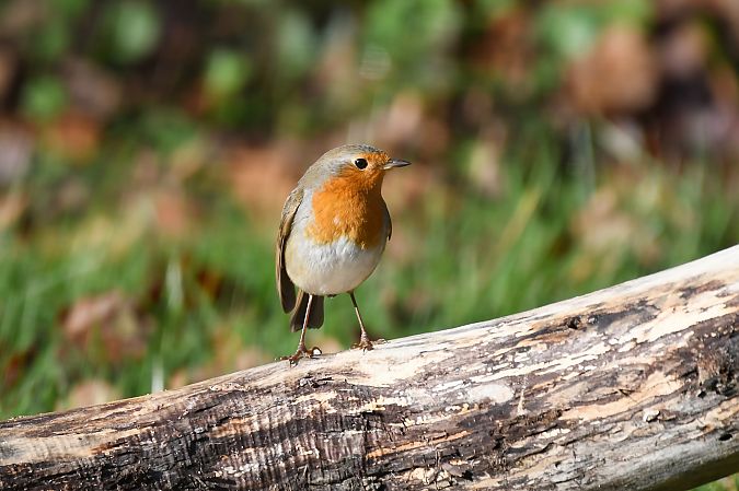 Rougegorge familier  - Christophe Abonnat
