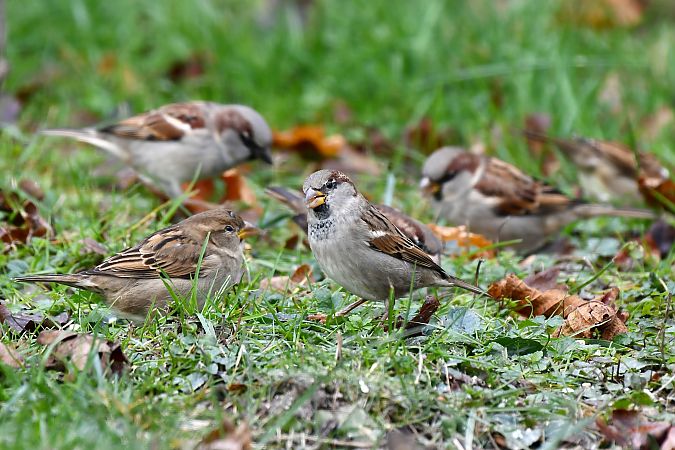 Moineau domestique  - Christophe Abonnat