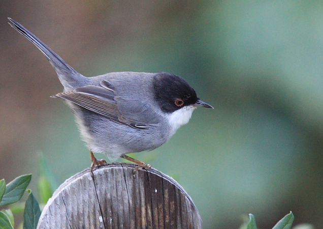 Fauvette mélanocéphale  - François Aubert