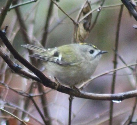 Roitelet huppé  - Viviane Richard