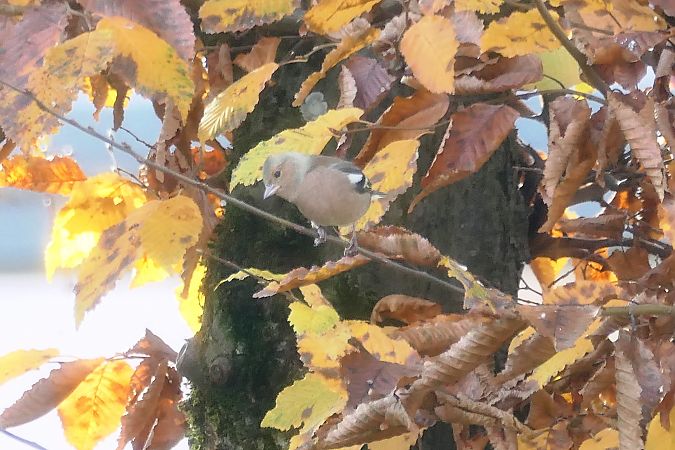 Pinson des arbres  - Remy Simon