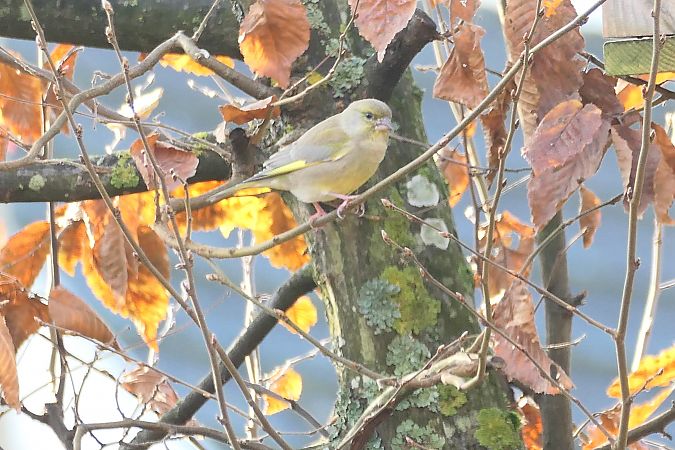 Verdier d'Europe  - Remy Simon